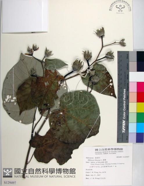 黃槿藏品圖，第1張