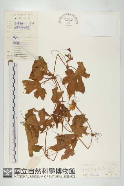 雙輪瓜藏品圖，第1張