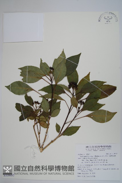 臺灣樹參藏品圖，第1張