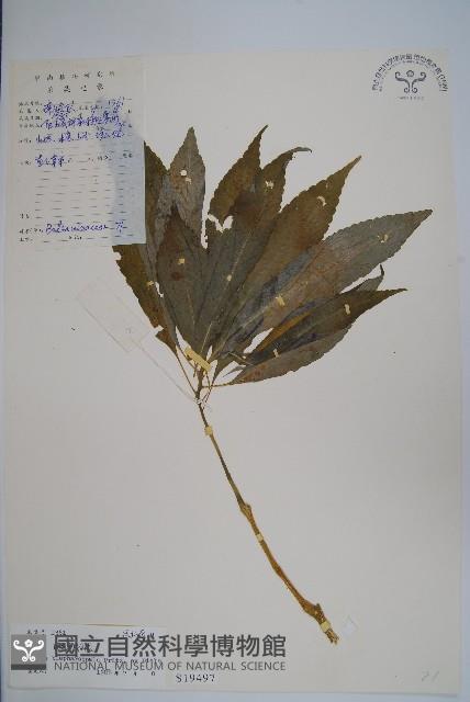 睫毛萼鳳仙花藏品圖，第1張