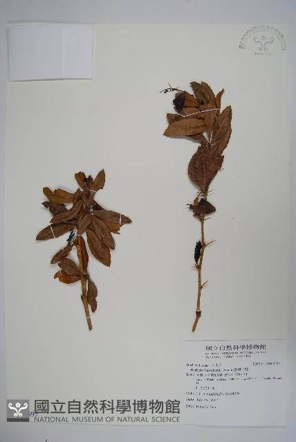 臺灣小蘗藏品圖，第1張