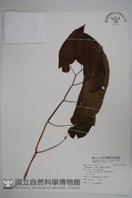 圓果秋海棠藏品圖，第1張