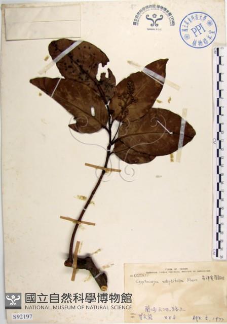 菲律賓厚殼桂藏品圖，第1張