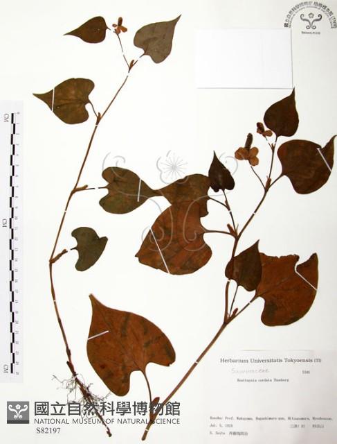 臭腥草、蕺菜藏品圖，第1張