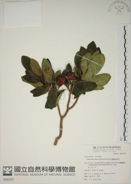 蘭嶼馬蹄花藏品圖，第1張