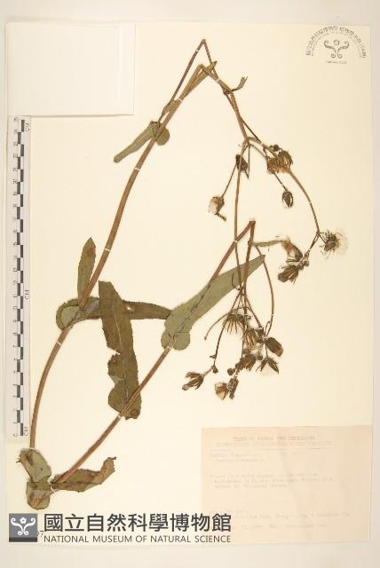 苦苣菜藏品圖，第1張