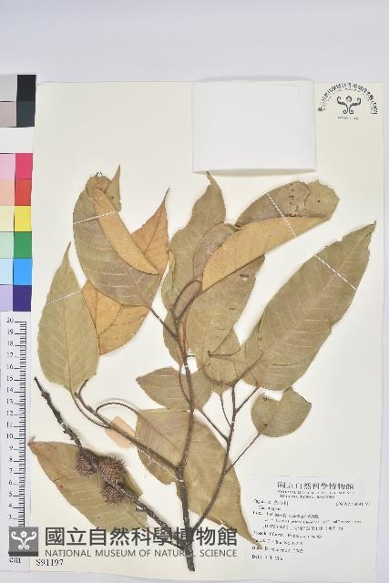 登錄號:S091197藏品圖，第1張