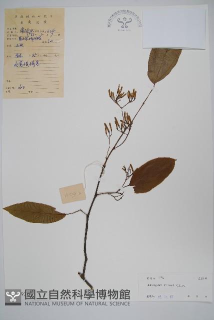 小花八角楓藏品圖，第1張