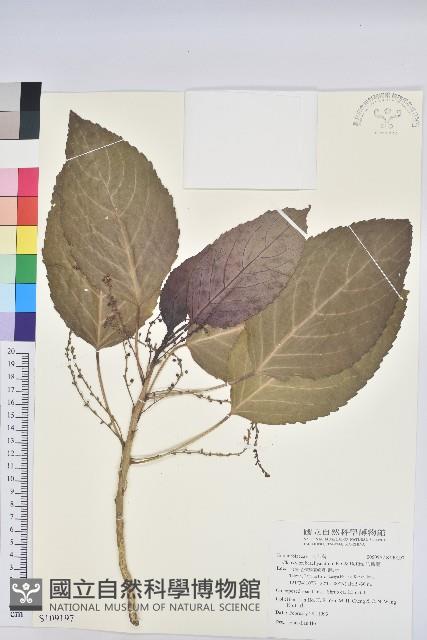 假鐵莧藏品圖，第1張