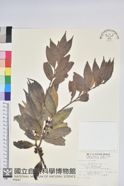 珍珠花、長尾葉越橘藏品圖，第1張