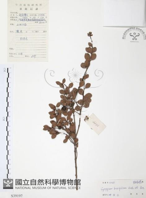 小葉赤楠藏品圖，第1張