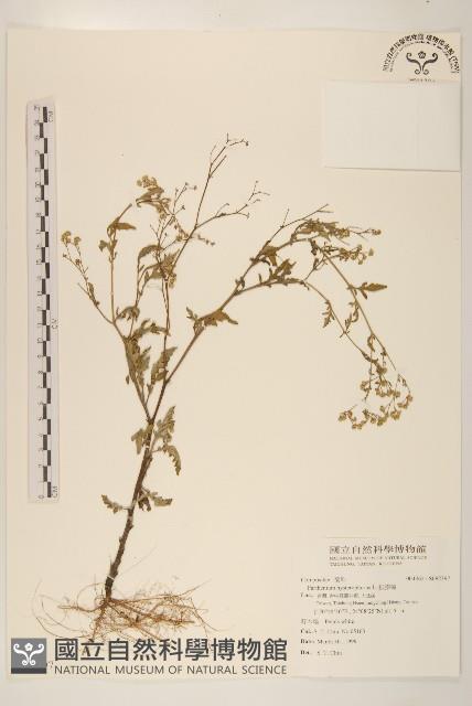 銀膠菊藏品圖，第1張