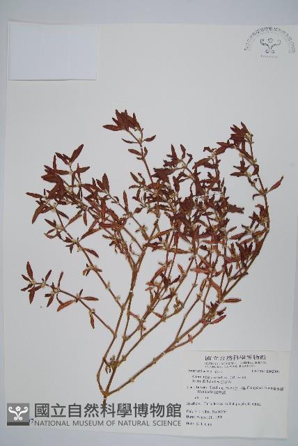 蓮子草藏品圖，第1張