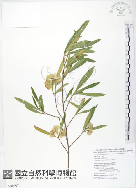 車桑子藏品圖，第1張