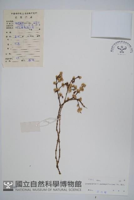 匙葉蓮子草藏品圖，第1張