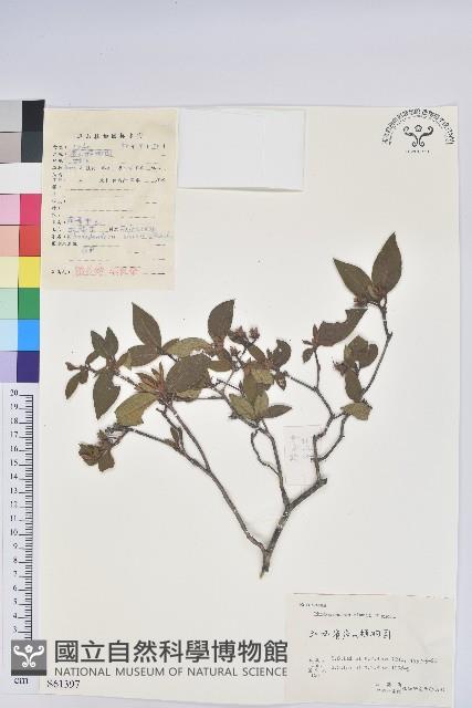 唐杜鵑、大屯杜鵑、中原氏杜鵑藏品圖，第1張