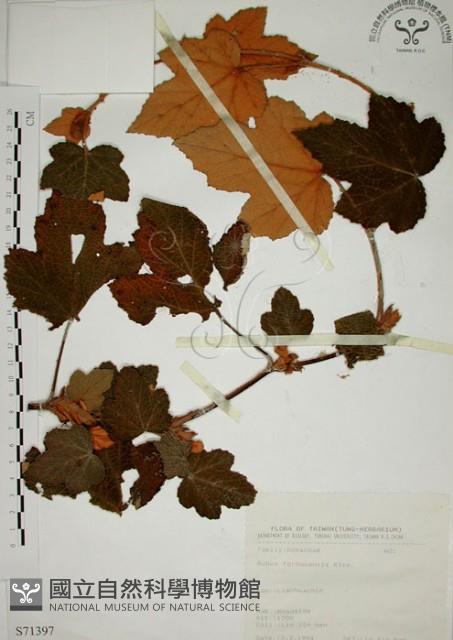 高山懸鉤子、玉山懸鉤子藏品圖，第1張