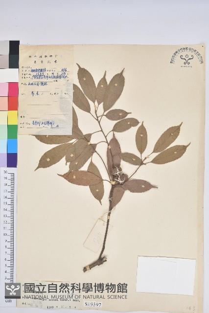 後大埔石櫟、煙斗柯藏品圖，第1張