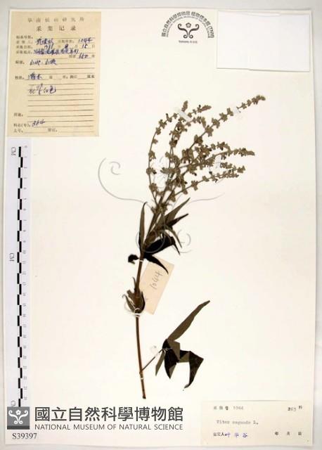 黃荊藏品圖，第1張