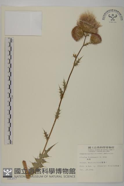 鱗毛薊藏品圖，第1張