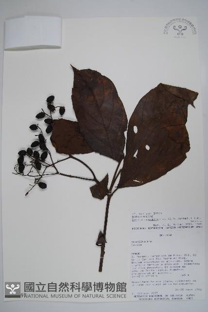 登錄號:S018397藏品圖，第1張