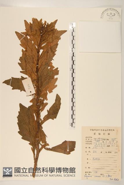 白頂飛蓬藏品圖，第1張