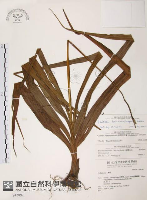 臺灣白及藏品圖，第1張