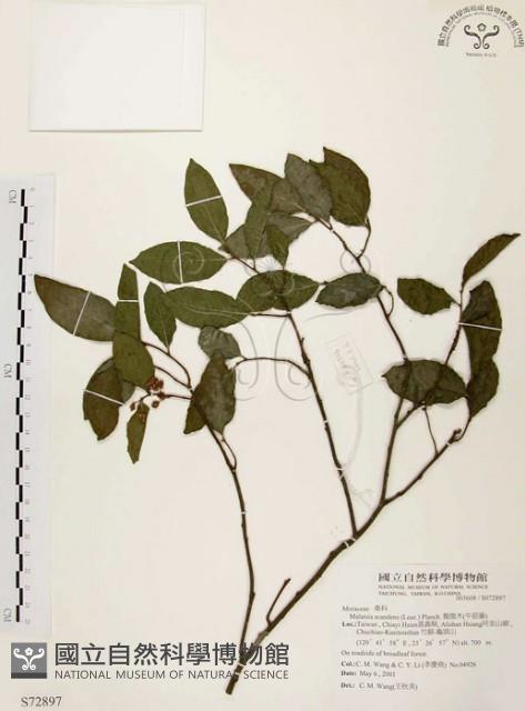 盤龍木、牛筋藤藏品圖，第1張