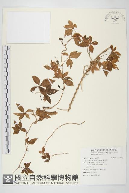 番仔藤藏品圖，第1張