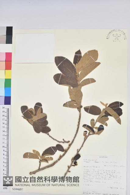 小葉五月茶藏品圖，第1張