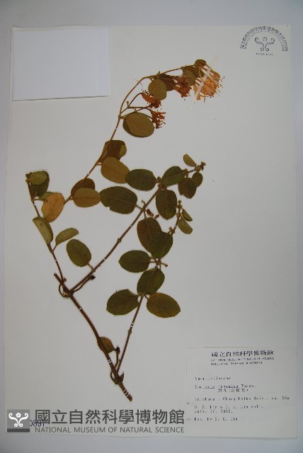 忍冬、金銀花藏品圖，第1張