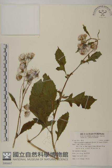 昭和草藏品圖，第1張