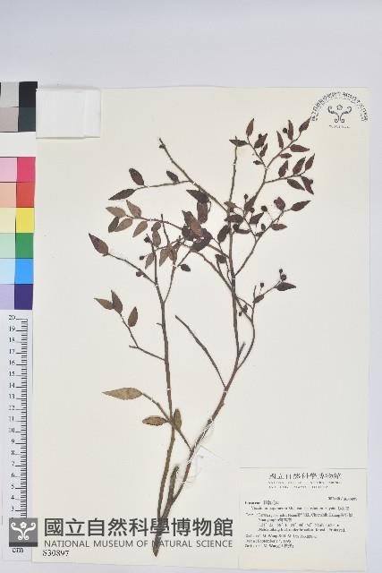 毛蕊花藏品圖，第1張