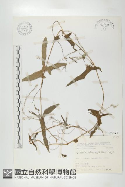 變葉馬交兒藏品圖，第1張