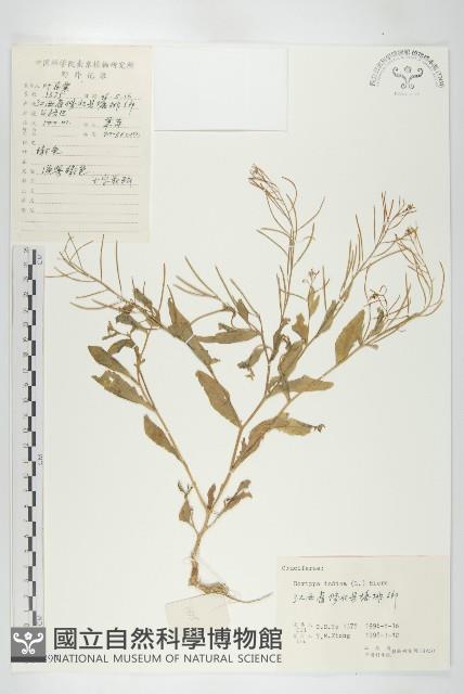 葶藶藏品圖，第1張