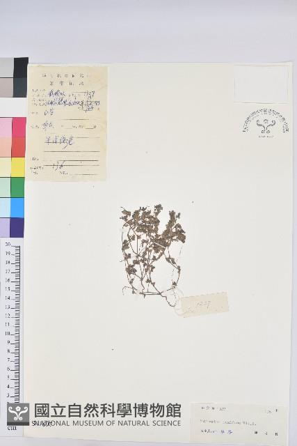 地錦藏品圖，第1張