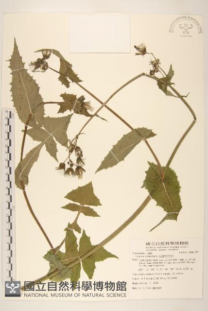 苦滇菜、苦菜藏品圖，第1張