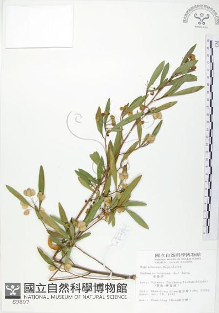 車桑子藏品圖，第1張