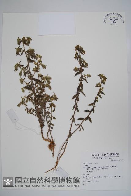 登錄號:S073897藏品圖，第1張