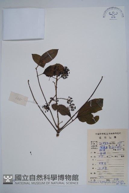 登錄號:S083897藏品圖，第1張