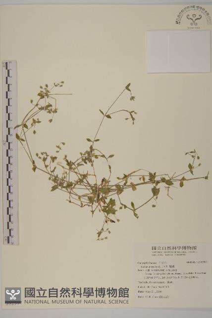 繁縷藏品圖，第1張