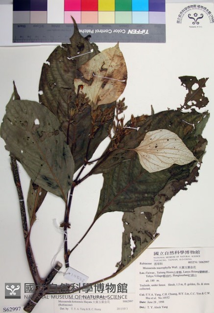 大葉玉葉金花藏品圖，第1張