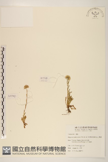 玉山飛蓬藏品圖，第1張