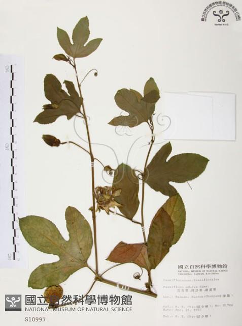 西番蓮、百香果藏品圖，第1張
