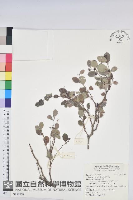 紅仔珠藏品圖，第1張