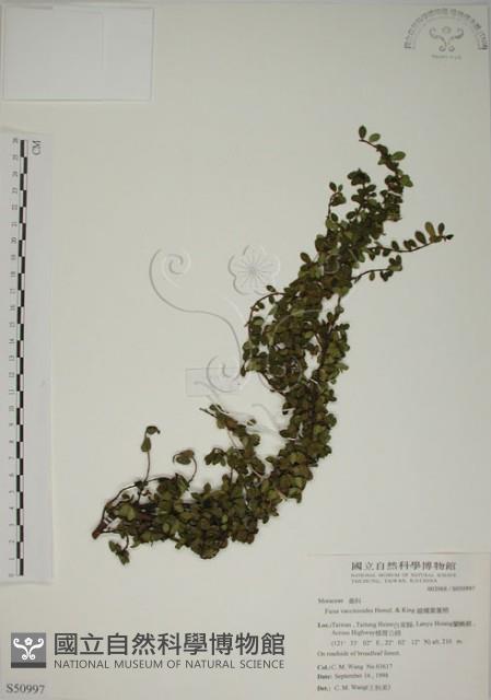 越橘葉蔓榕藏品圖，第1張