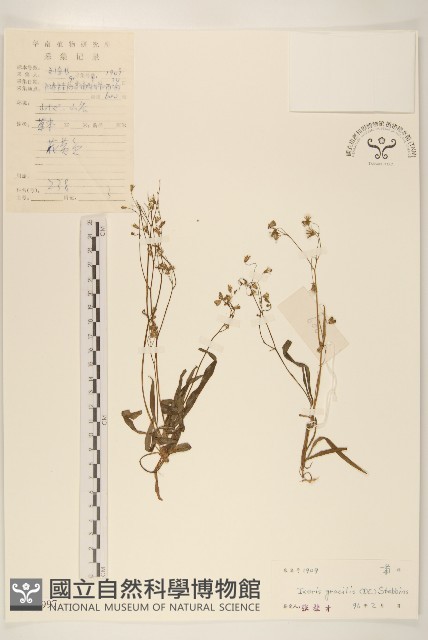 細葉苦實藏品圖，第1張