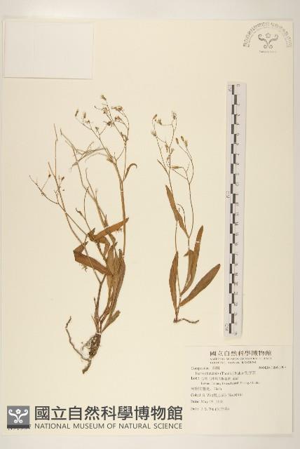 兔仔菜藏品圖，第1張