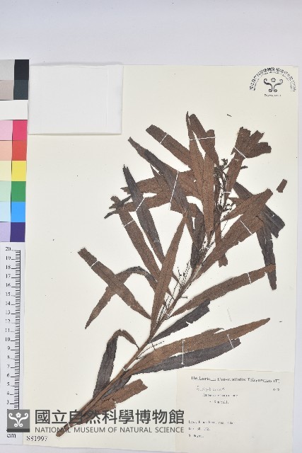水楊梅、水柳仔藏品圖，第1張