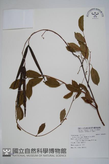 酸藤藏品圖，第1張